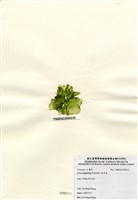 藏品(牡丹菜)的圖片